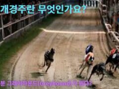 개경주란? 그레이하운드 경주의 매력과 베팅 가이드