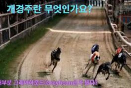 개경주란? 그레이하운드 경주의 매력과 베팅 가이드